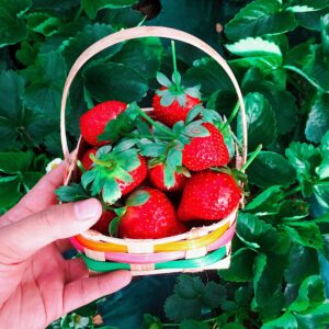 Basket of Red Strawberries